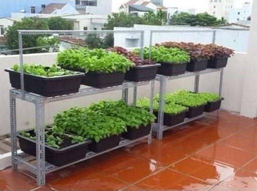 Lắp đặt giá kệ trồng rau tại Vinh Nghệ An