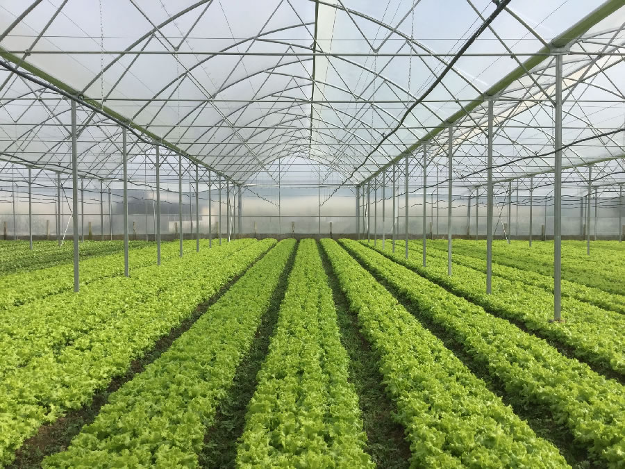 Lưới che chắn bao vây côn trồng sân vườn rau nông nghiệp tại TP Vinh Nghệ An