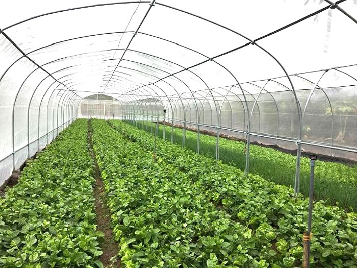 Tư vấn thiết kế nhà kính, nhà màng lưới trồng rau nông nghiệp TP Vinh Nghệ An